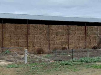 Balansa Clover and Ryegrass Hay