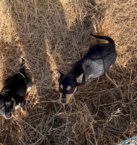 2x Pure Bred Kelpie Female Pups, 11 weeks old
