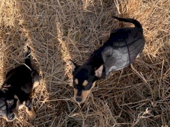 2x Pure Bred Kelpie Female Pups, 11 weeks old