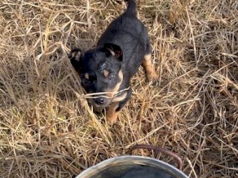 2x Pure Bred Kelpie Female Pups, 11 weeks old