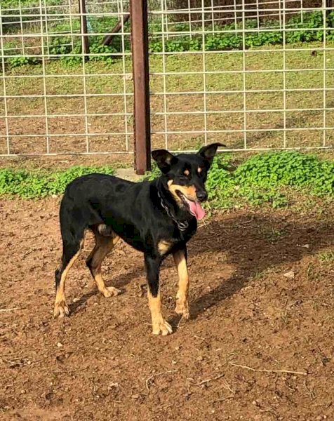 Kelpie Working Dog