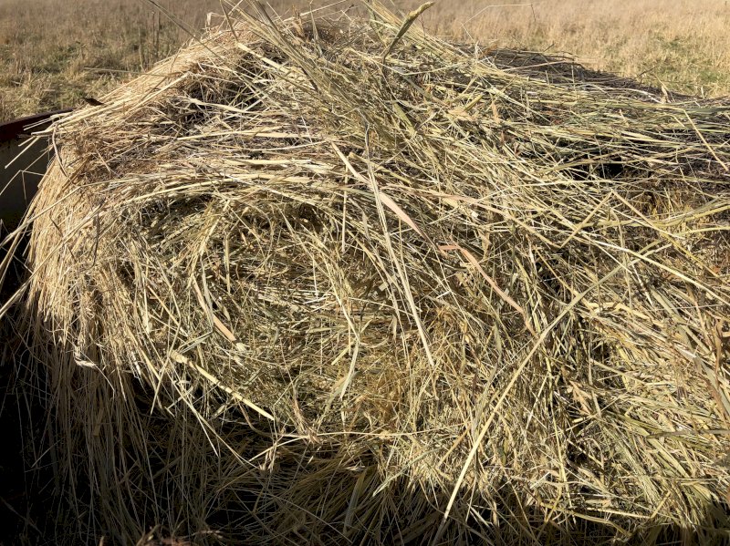 400 Cocksfoot Phalaris Pasture  Rolls