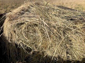 400 Cocksfoot Phalaris Pasture  Rolls