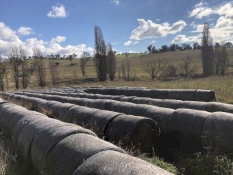 400 Cocksfoot Phalaris Pasture  Rolls