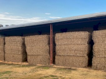 200mt Vetch Hay 650kg 8x4x3 Bales