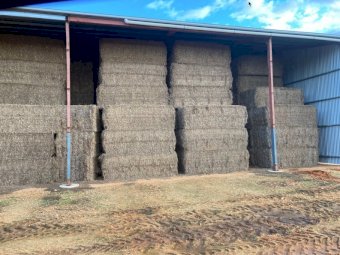 200mt Vetch Hay 650kg 8x4x3 Bales