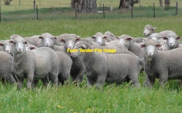 WANTED Agistment for 1200 young Ewes