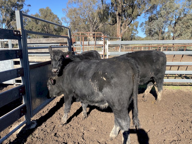 3 Angus Shorthorn  x heifers Ave LW 432 kg