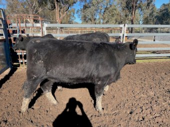 3 Angus Shorthorn  x heifers Ave LW 432 kg