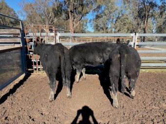 3 Angus Shorthorn  x heifers Ave LW 432 kg
