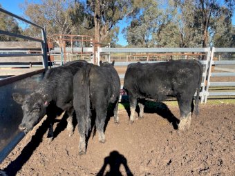 3 Angus Shorthorn  x heifers Ave LW 432 kg
