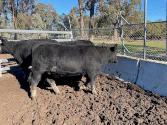 3 Angus Shorthorn  x heifers Ave LW 432 kg