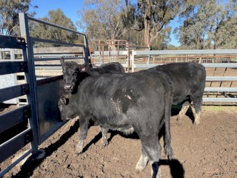 3 Angus Shorthorn  x heifers Ave LW 432 kg