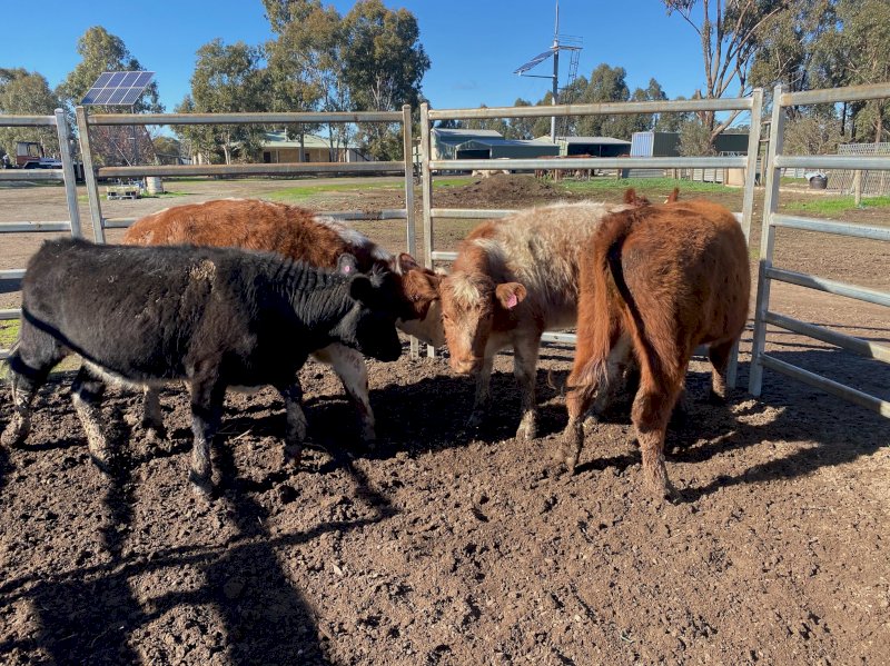 4 Shorthorn Future Breeder Heifers