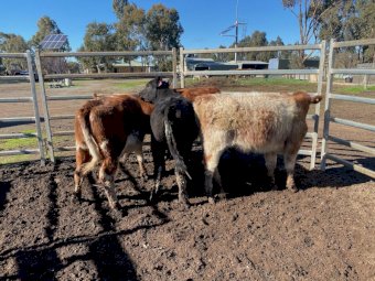 4 Shorthorn Future Breeder Heifers