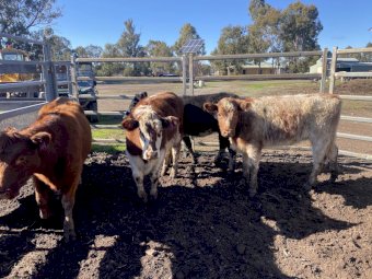 4 Shorthorn Future Breeder Heifers