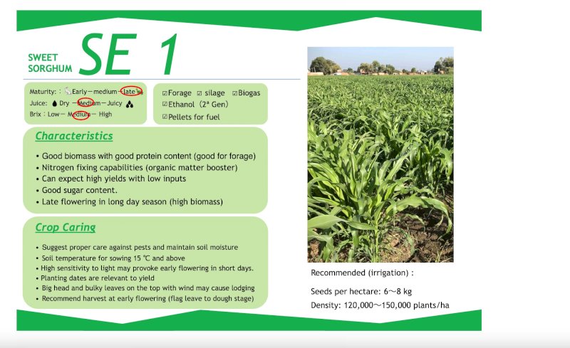 SE-1 Sweet Forage Sorghum