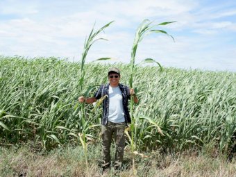 SE-1 Sweet Forage Sorghum