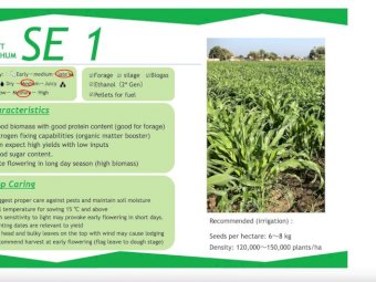 SE-1 Sweet Forage Sorghum
