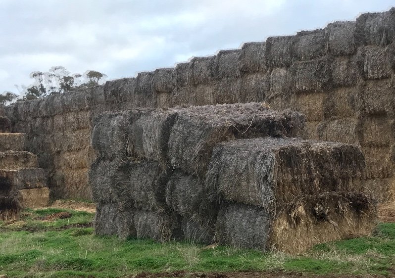 100 x Barley Straw 450-500kg 8x4x3 Bales