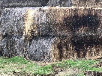 100 x Barley Straw 450-500kg 8x4x3 Bales
