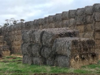 100 x Barley Straw 450-500kg 8x4x3 Bales
