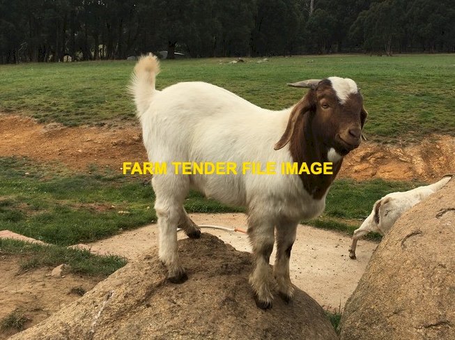 WANTED Boer & Boer X Commercial Wethers