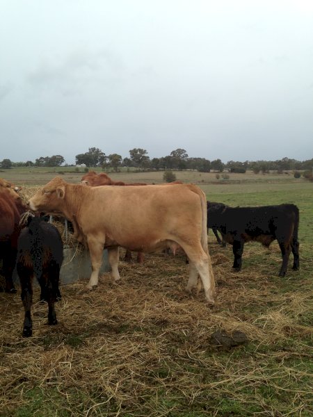 WANTED Cows & Calves