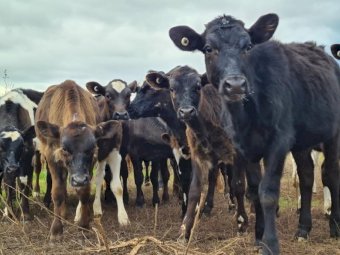 35 x Friesian Jersey Cross Heifers