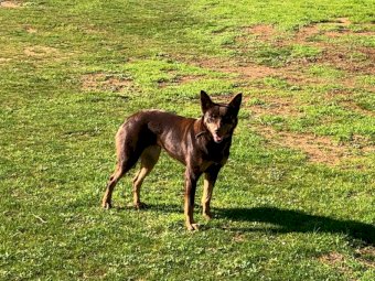 Brown & Tan Kelpie Bitch
