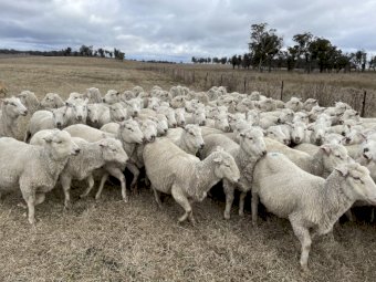 125 Cross Bred Ewes SIL 150%