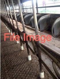 WANTED Dairy Plant Equipment for 7 aside swing over