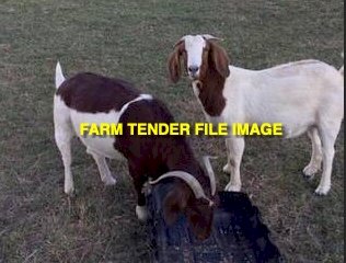 WANTED Boer Goats for breeding