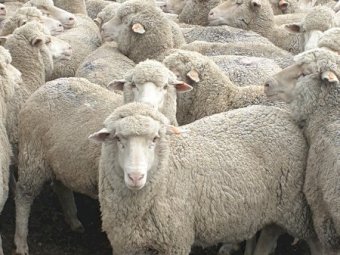 193 Merino Ewes SIL 141% to White Suffolk Rams