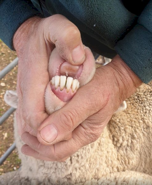 193 Merino Ewes SIL 141% to White Suffolk Rams