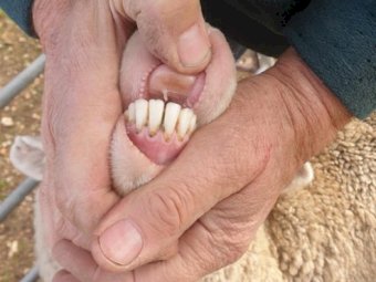 193 Merino Ewes SIL 141% to White Suffolk Rams