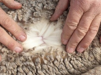 193 Merino Ewes SIL 141% to White Suffolk Rams