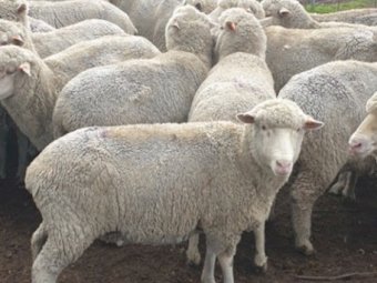 193 Merino Ewes SIL 141% to White Suffolk Rams