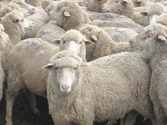 193 Merino Ewes SIL 141% to White Suffolk Rams