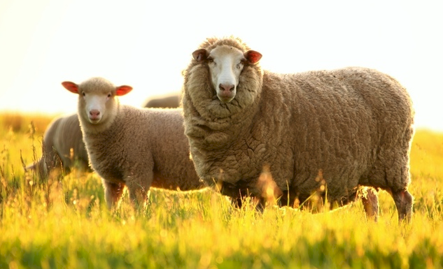 TPM BOOST GO GRASS OPTIMISER formulation for Cattle and Sheep