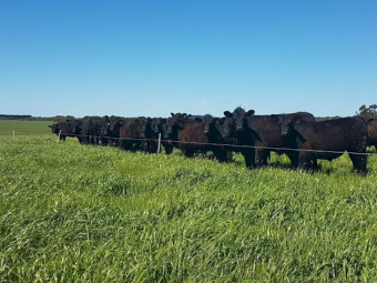 TPM BOOST GO GRASS OPTIMISER formulation for Cattle and Sheep