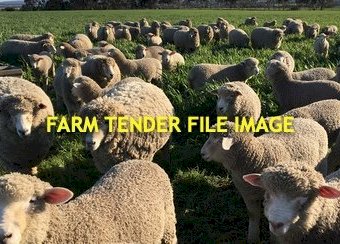 WANTED 200-400 Corriedale Ewes