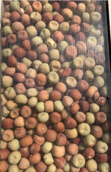 7mt Pea Seed
