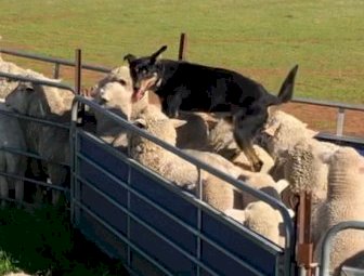 Male Kelpie Dog (Experienced & fully trained)