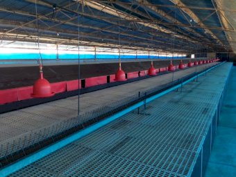 Jansen Barn Laid System, capacity 4000 hens