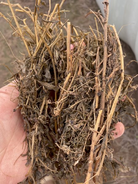 Vetch Silage. 500kg 310 Bales Available