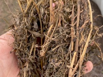 Vetch Silage. 500kg 310 Bales Available