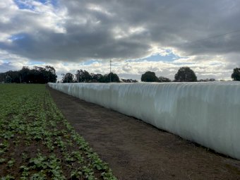 Vetch Silage. 500kg 310 Bales Available
