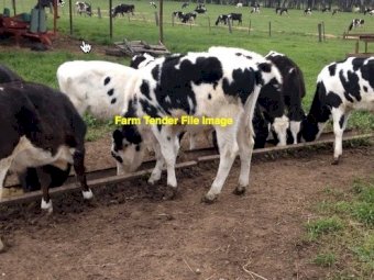 WANTED Freisian Heifers