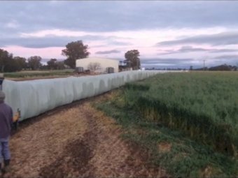 20mt Oaten Silage With A Trace Of Vetch